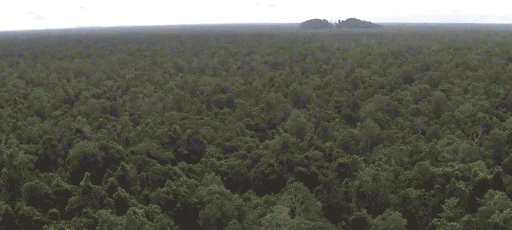 STOP DEFORESTATION